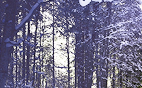 �����ѵ�Сѩף����