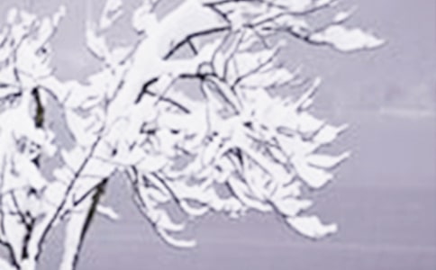 Сѩ�����Ѿ��ʺ���