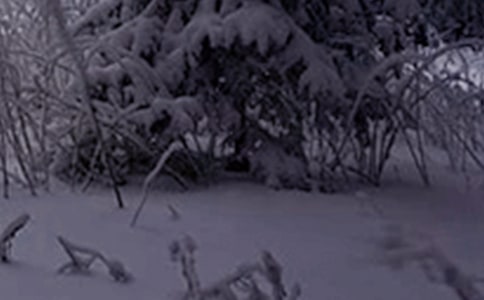 Сѩ����ף����