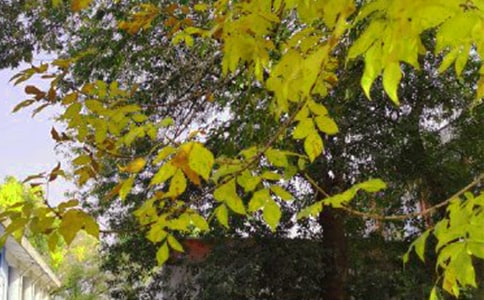 ͨ���ʺ����Ϸ����簲�ʺ������29��