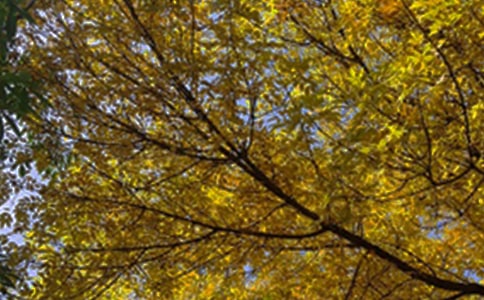 2025���йض��˵��簲QQ�ʺ���44��