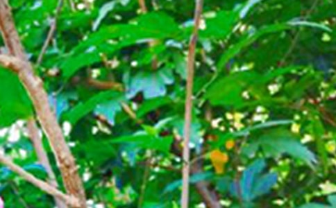 �����簲ף�����ȫ����ѡ90�䣩