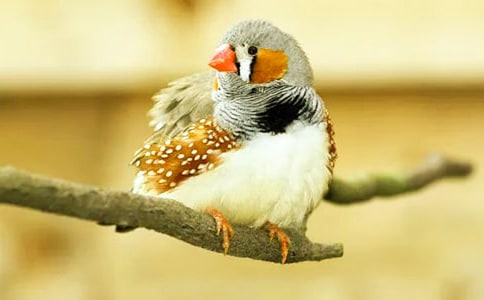 �������񡷶����