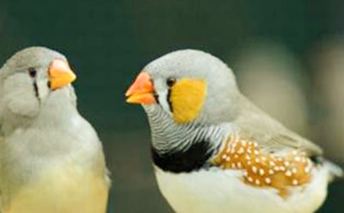 �����������и�