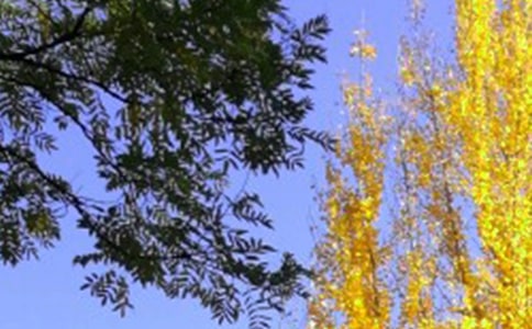 �����ʺ���15ƪ