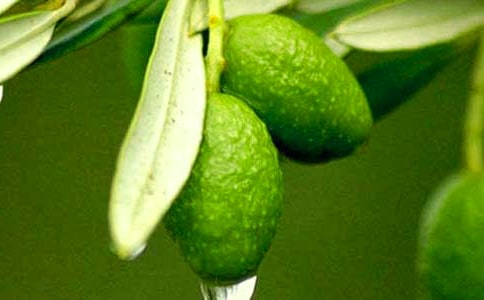 ������魳������ĵø���