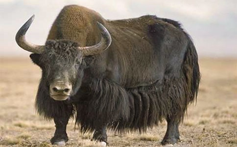 ��ţ������