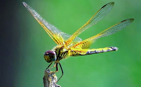 �������ѵĳ�����