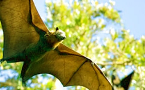 ��������״�����