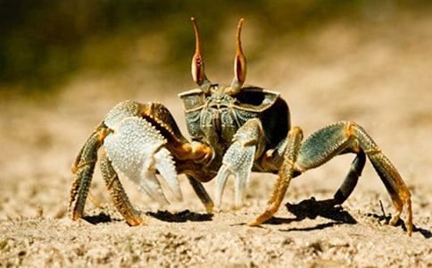 ���¶���С�з�������