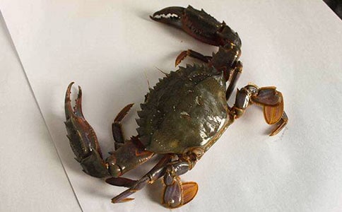 �¶���С�з�����