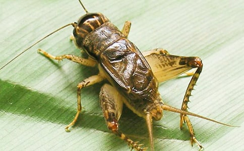 ���סլ�����