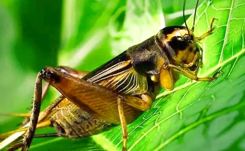 ����ĵ����